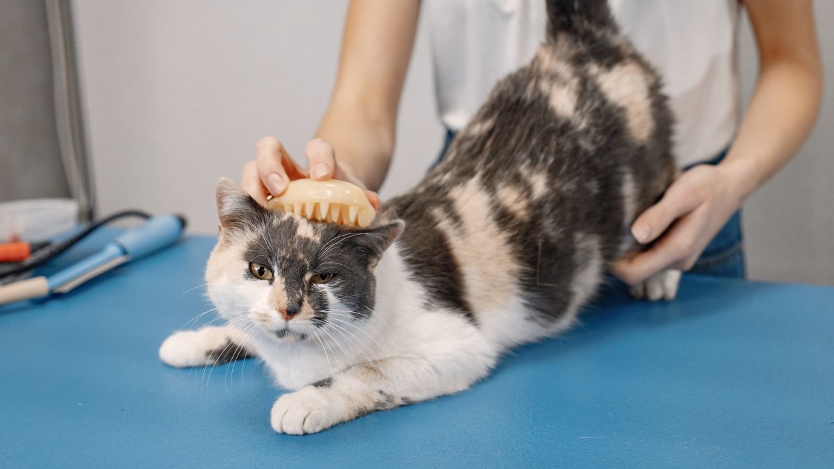 Cat being brushed by pet owner on the vet's exam table Cat being brushed by pet owner on the vet's exam table