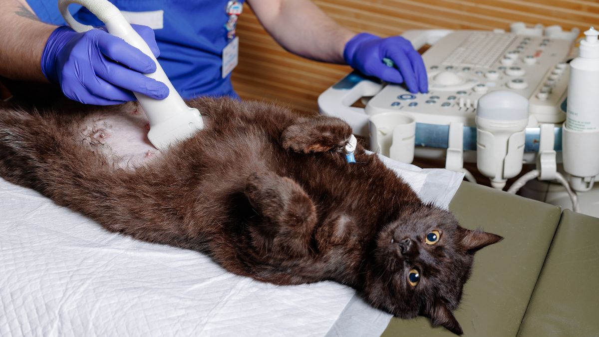 Cat laying on its back while veterinary staff perform and ultrasound Cat laying on its back while veterinary staff perform and ultrasound